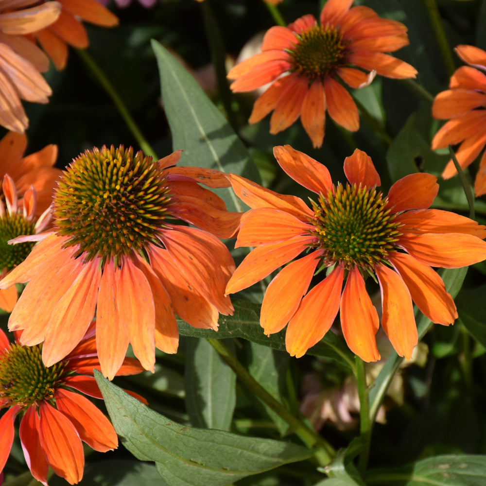 Echinacea 'PA1308374'