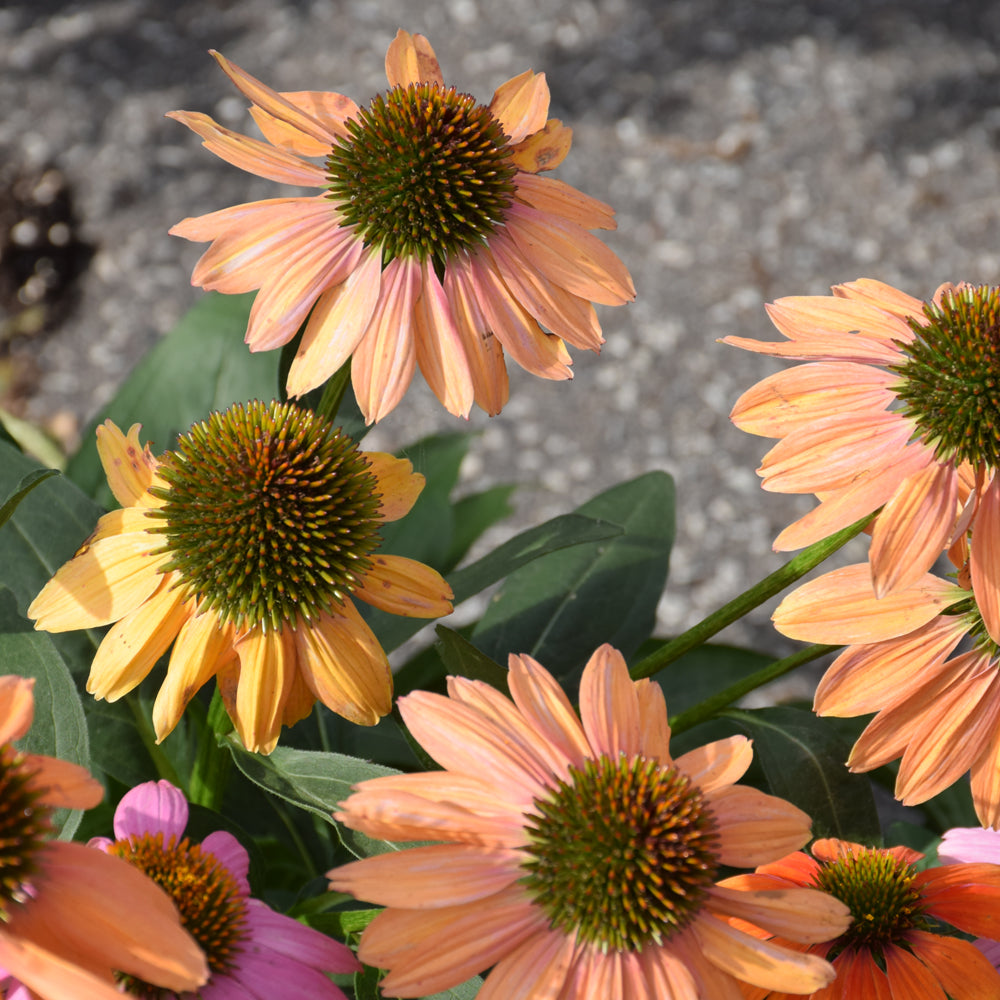 Cheyenne Spirit Coneflower