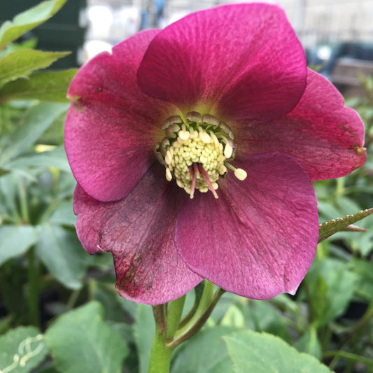 Helleborus 'Royal Heritage'