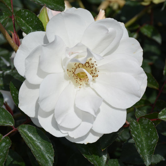 Rosa 'Iceberg'