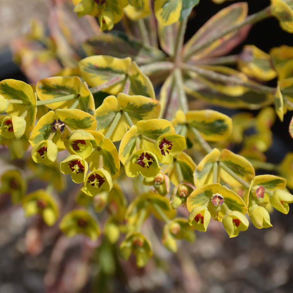 Ascot Rainbow Variegated Spurge