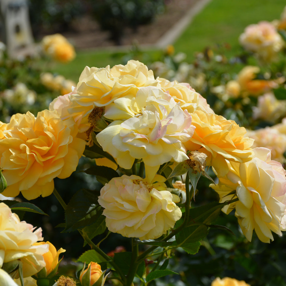 Julia Child® Rose