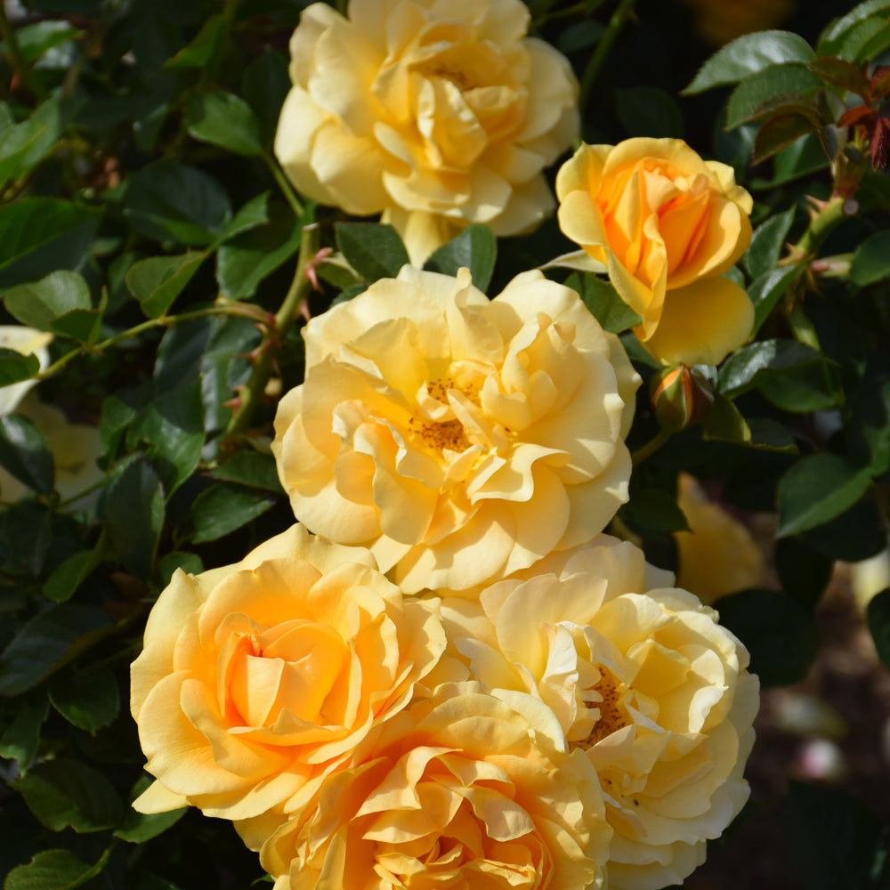 Julia Child® Rose