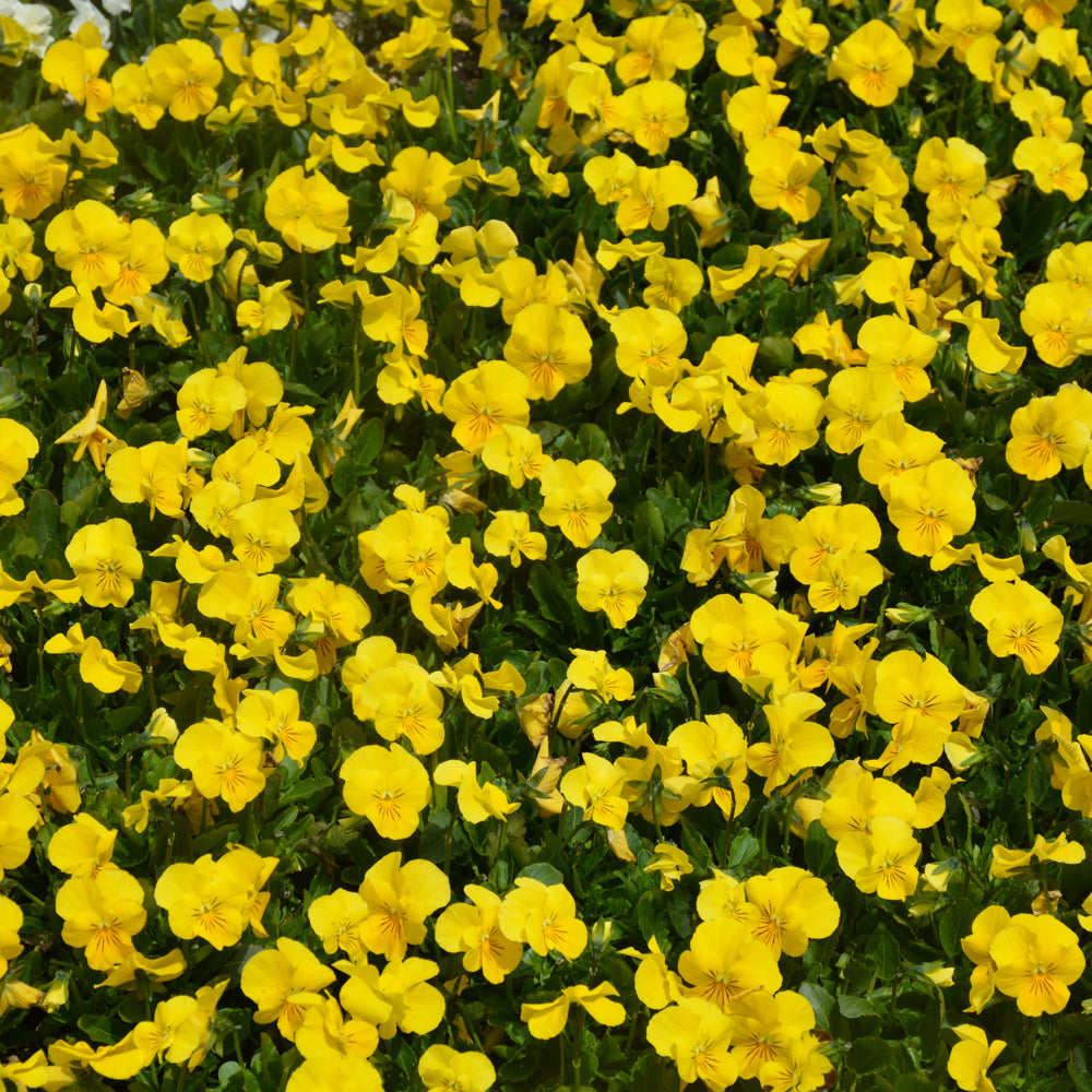 Penny™ Yellow Pansy