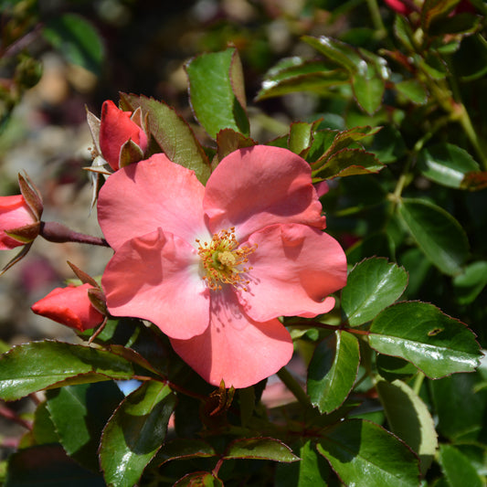 Rosa 'Flower Carpet Pink Supreme'