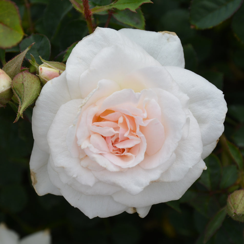 Rosa 'New Dawn'