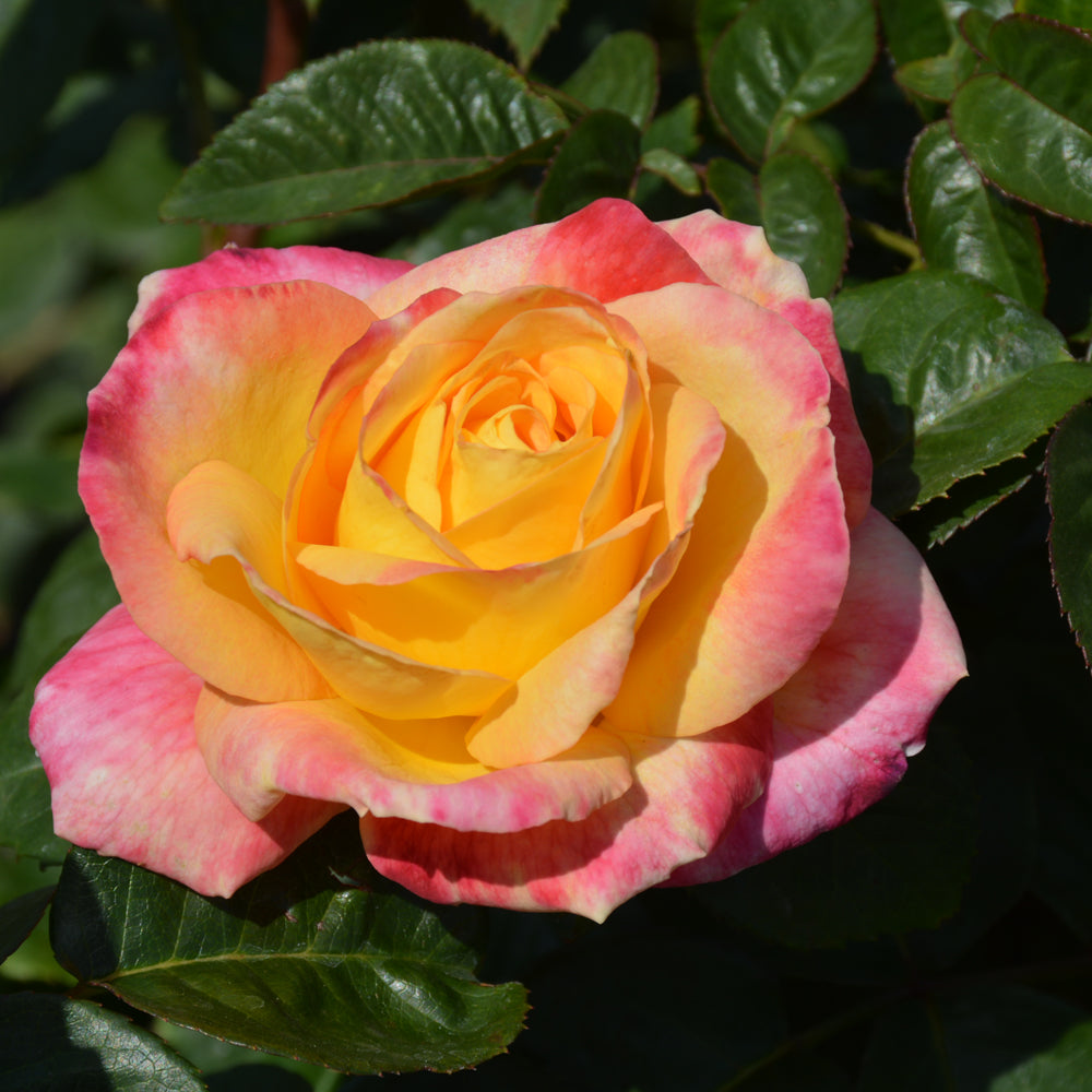 Rosa 'Love And Peace'