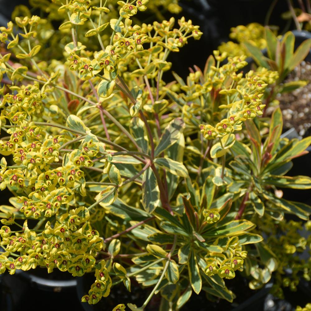 Ascot Rainbow Variegated Spurge