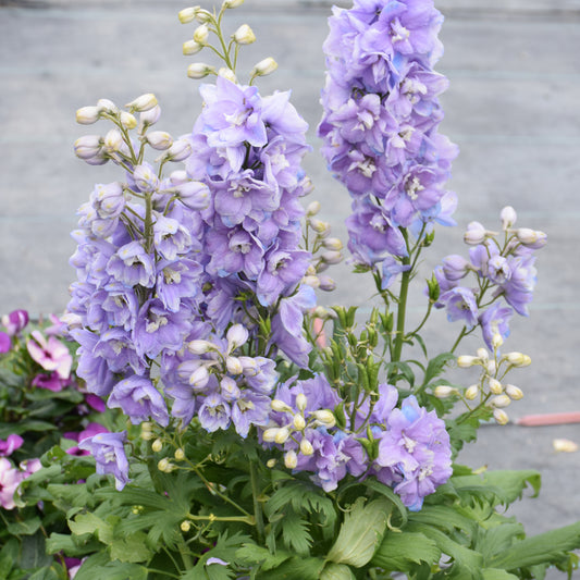 Delphinium 'Guardian Lavender'