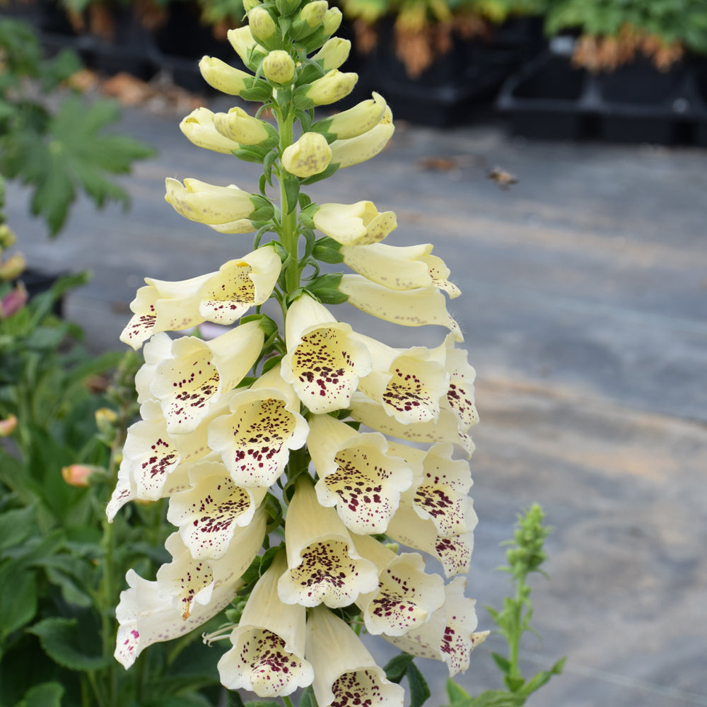 Digitalis purpurea 'Dalmatian Creme'