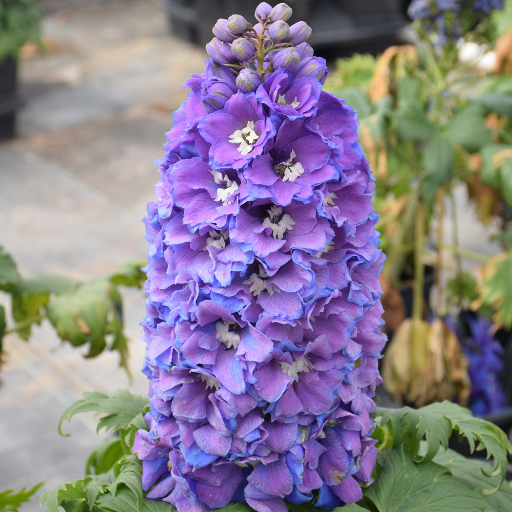 Guardian Blue Larkspur