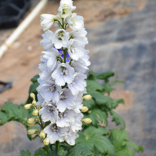 Delphinium 'Guardian White'