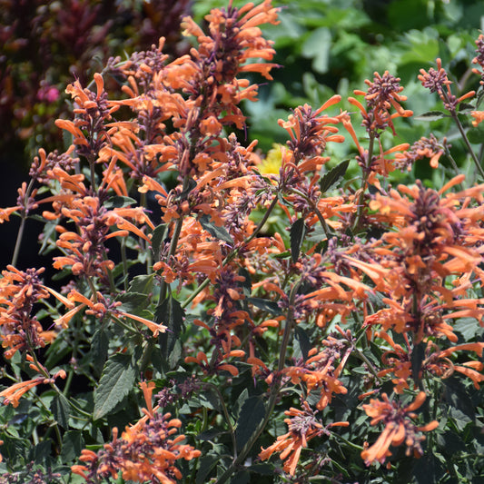 Agastache 'Kudos Mandarin'