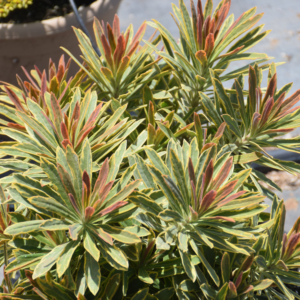 Euphorbia 'Ascot Rainbow'