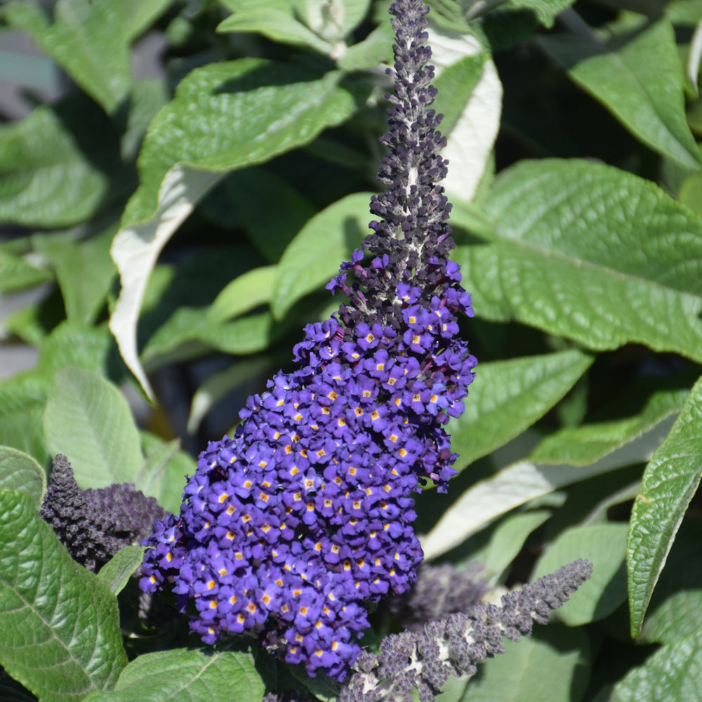 Buddleia 'SMNBDBT'