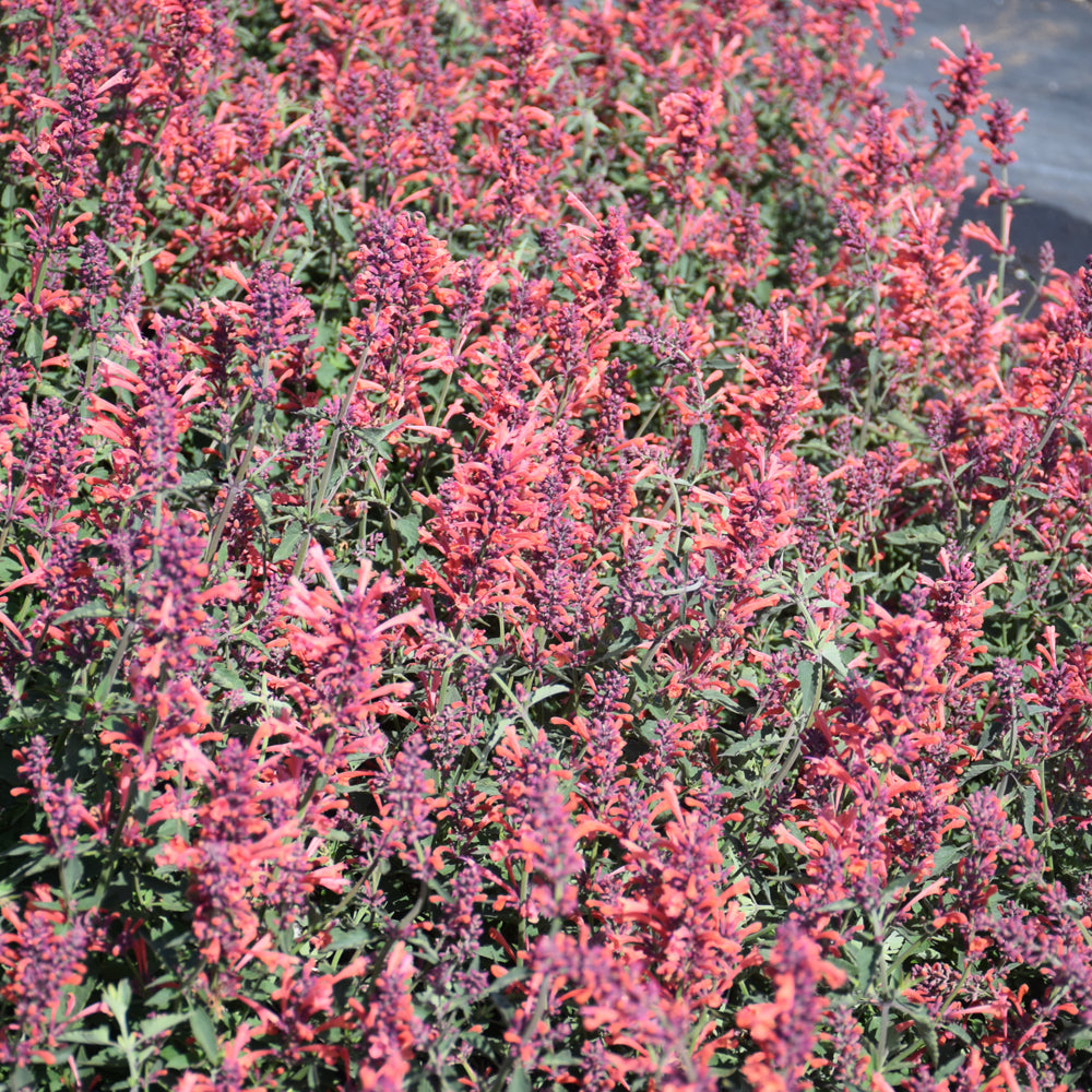 Kudos™ Coral Hyssop