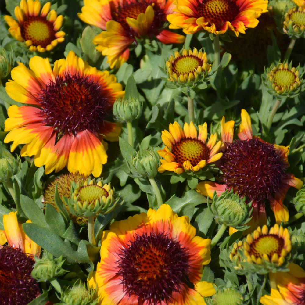 SpinTop™ Red Starburst Blanket Flower