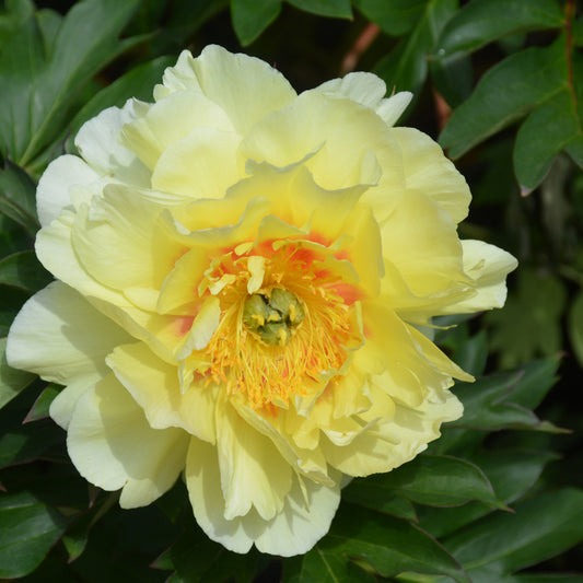 Paeonia 'Bartzella'