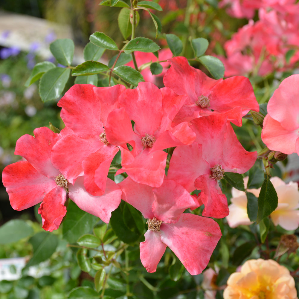 Rosa 'Flower Carpet Coral'