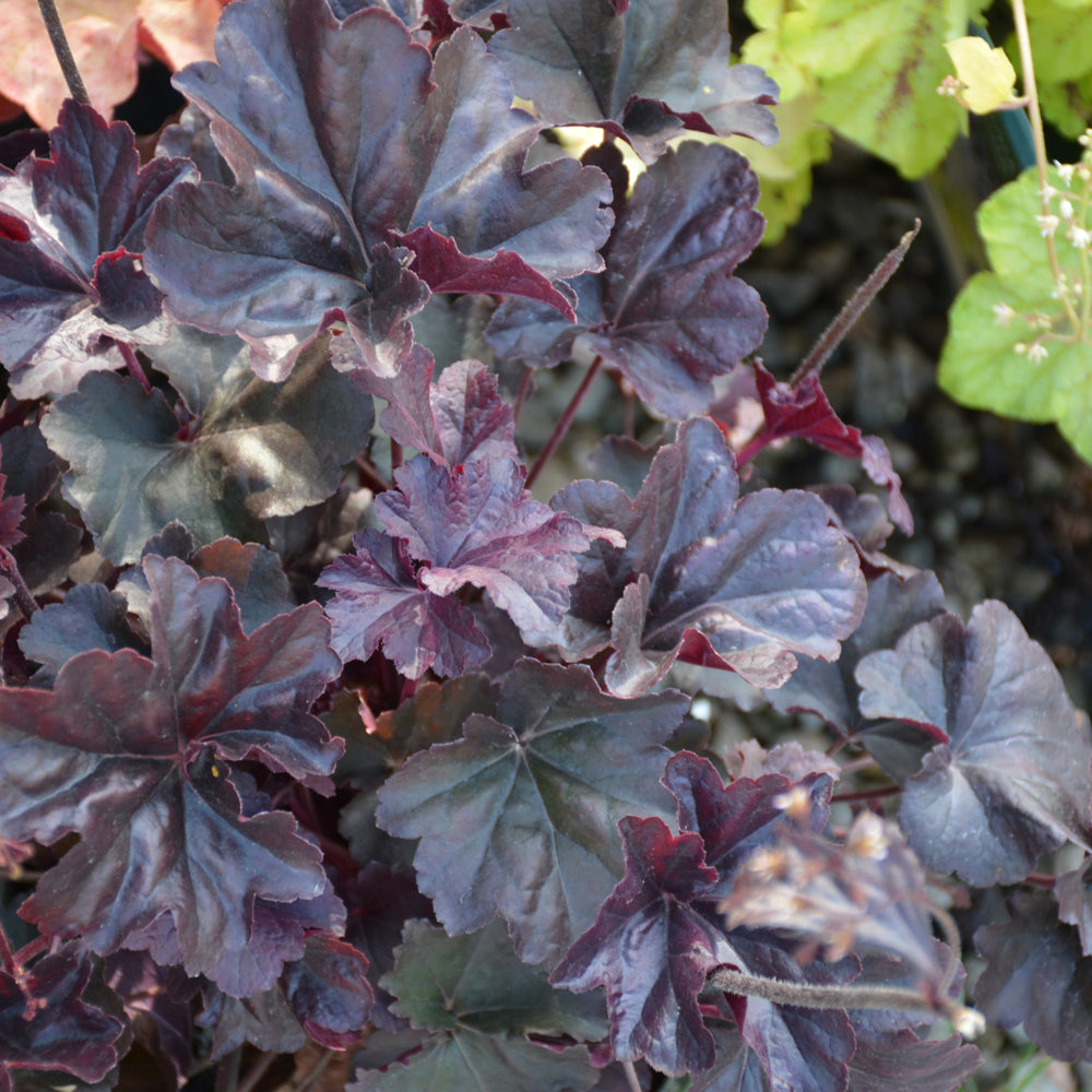 Heuchera 'Obsidian'