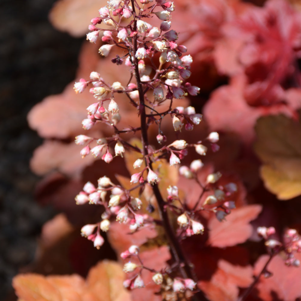 Fire Alarm Coral Bells