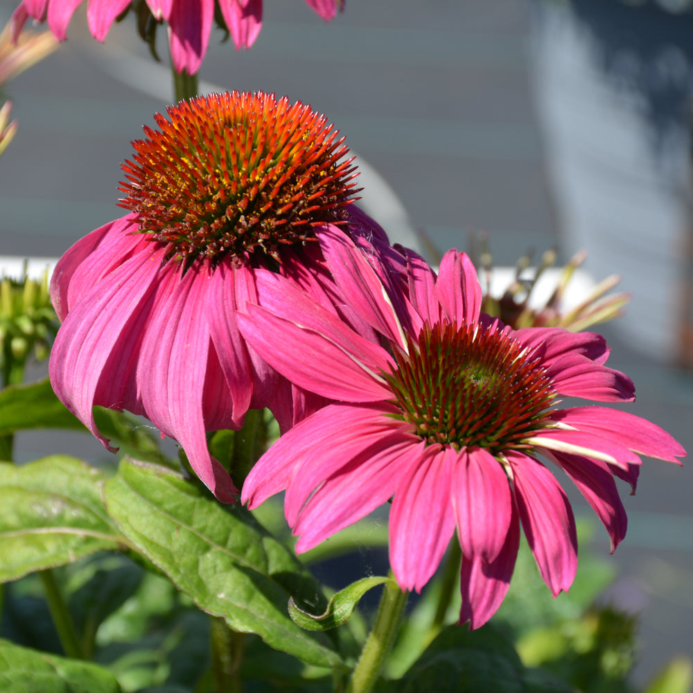 Cheyenne Spirit Coneflower