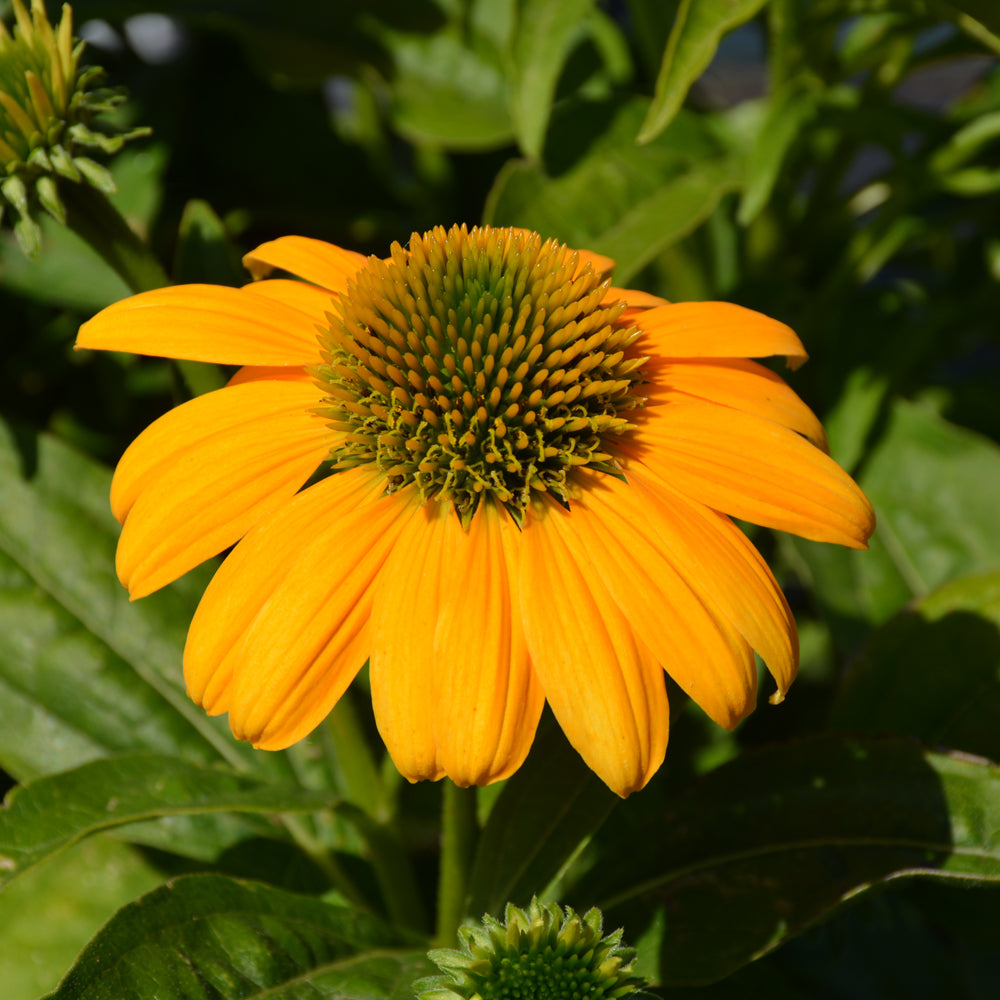 Echinacea 'PAS1303304'