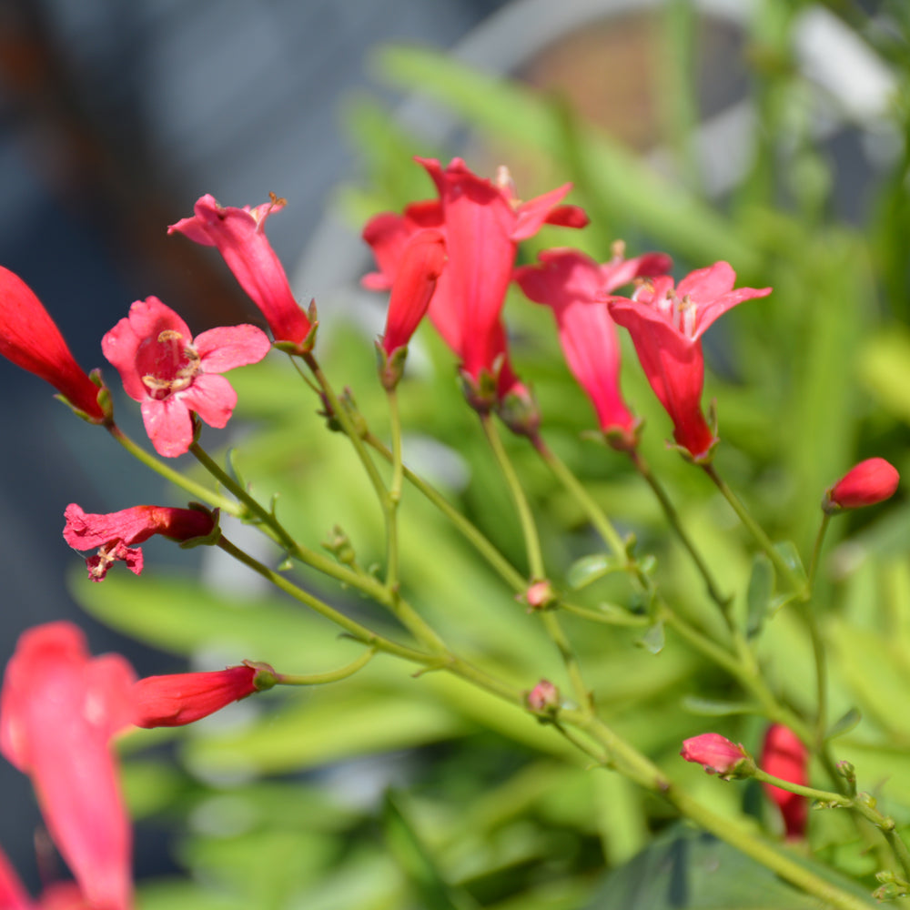 Penstemon barbatus 'Pristine Scarlet'