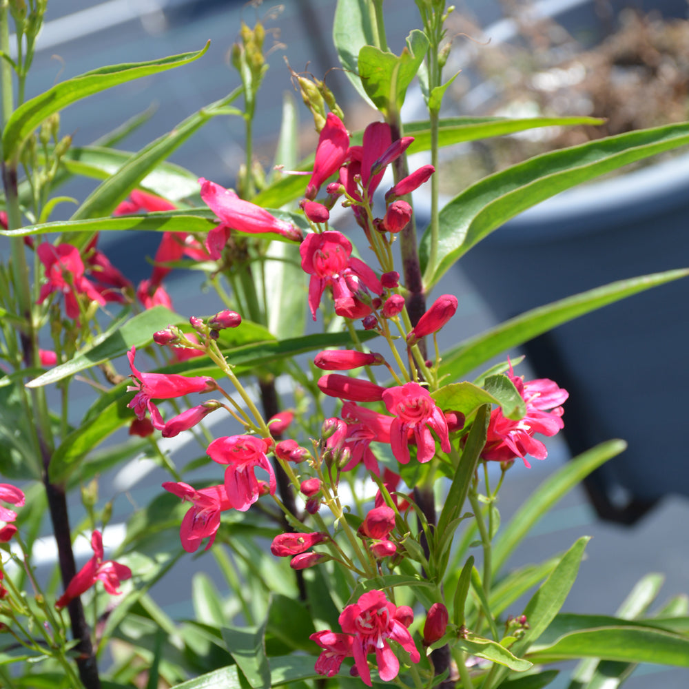 Penstemon barbatus 'Pristine Deep Rose'