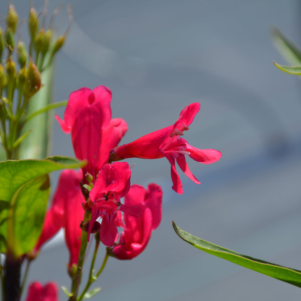 Pristine Deep Rose Beardtongue