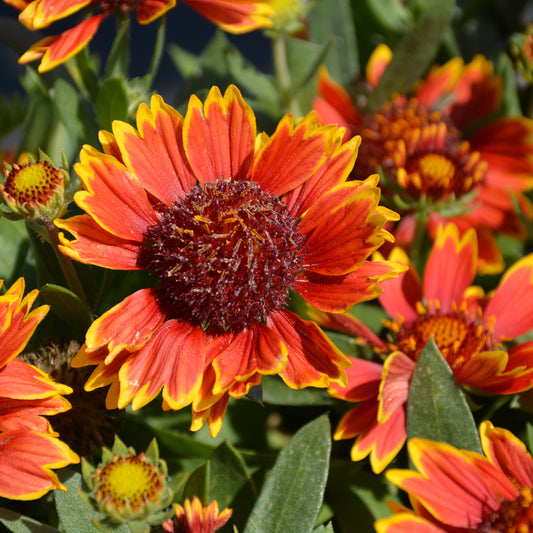 Gaillardia aristata 'SpinTop Orange Halo'