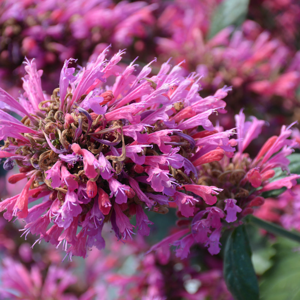 Morello Hyssop