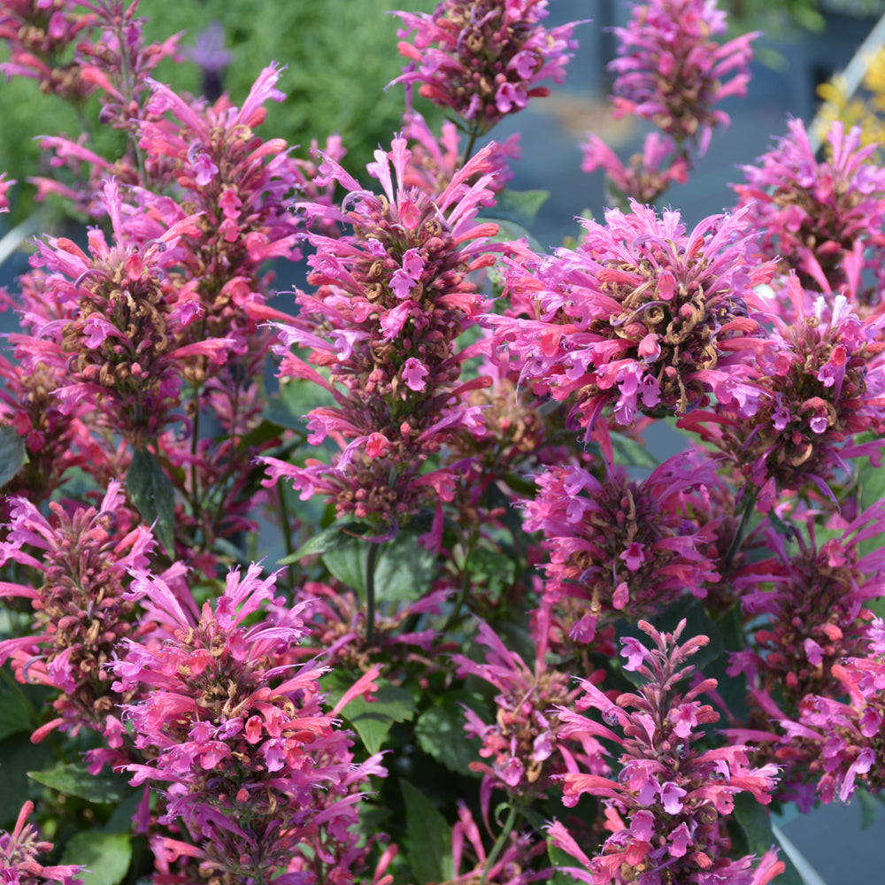 Agastache 'Morello'