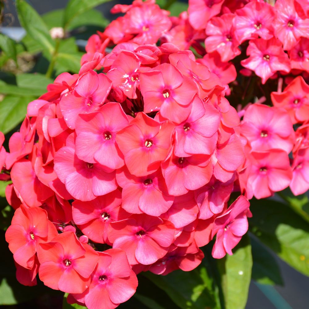 Phlox paniculata 'Sunset Coral'