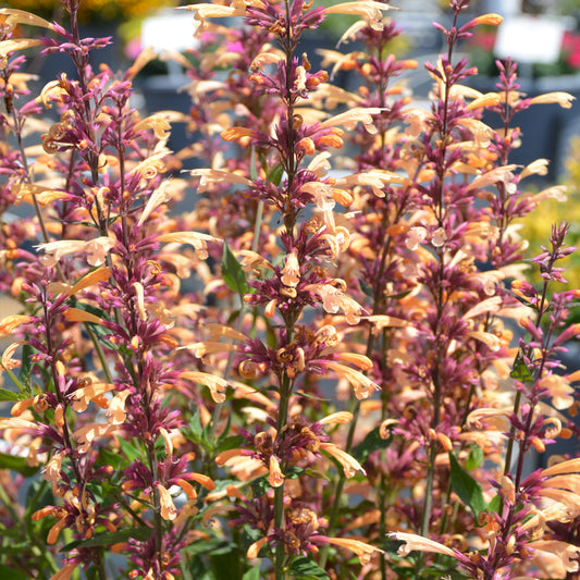 Agastache 'Queen Nectarine'