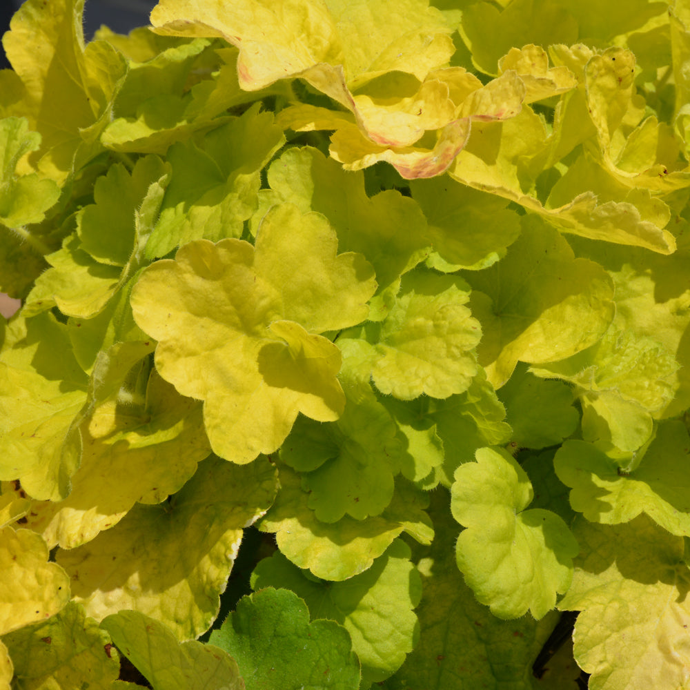 Primo® Pistachio Ambrosia Coral Bells