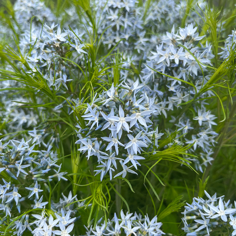 Amsonia 'String Theory'