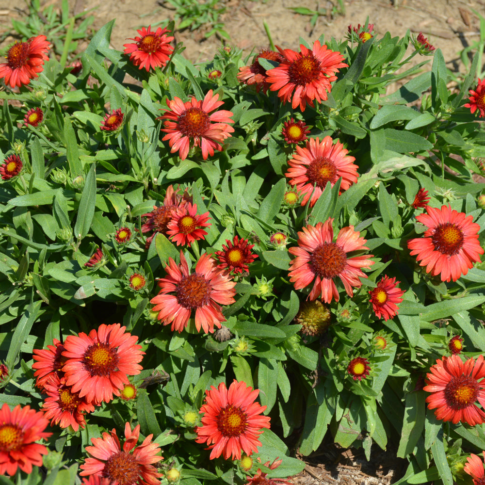 SpinTop™ Red Blanket Flower