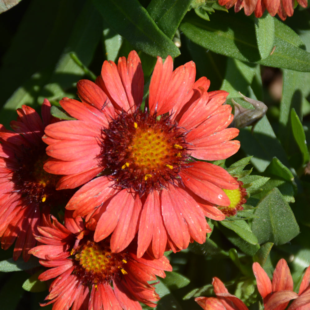 Gaillardia aristata 'SpinTop Red'