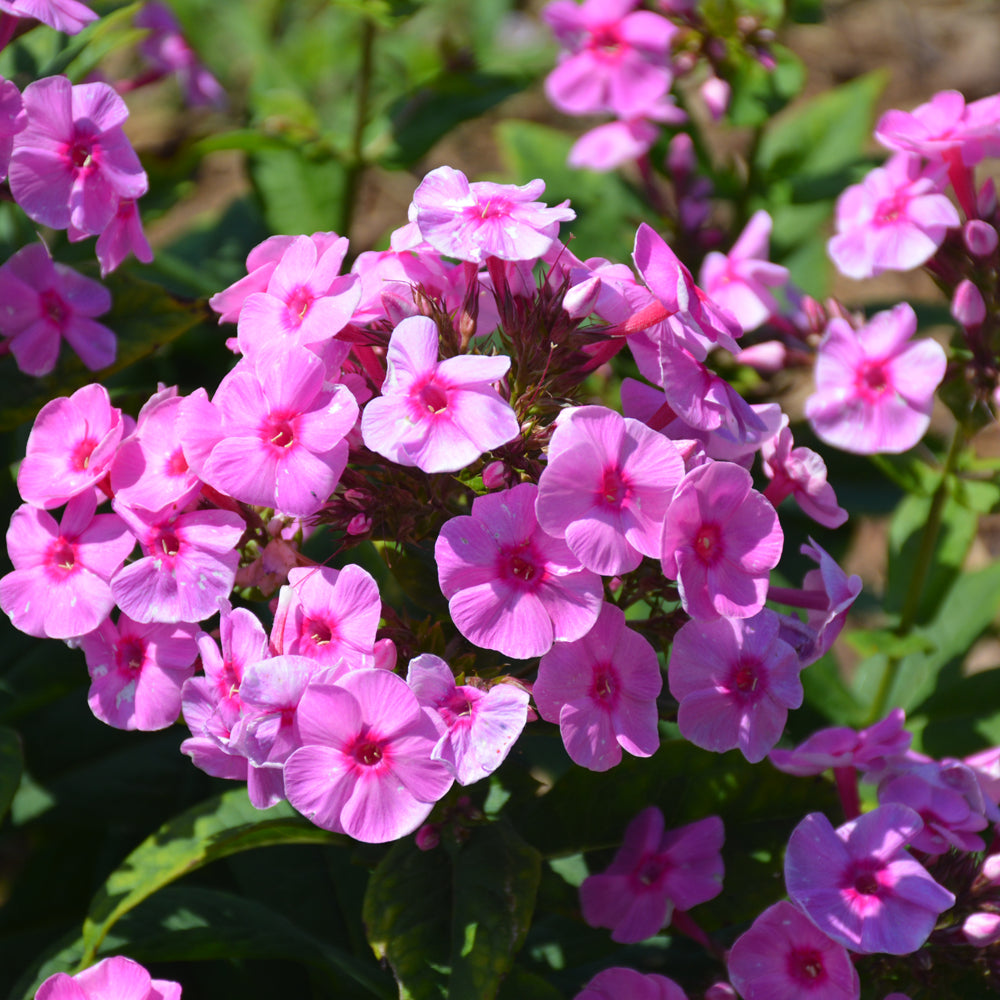 Luminary® Prismatic Pink Tall Garden Phlox