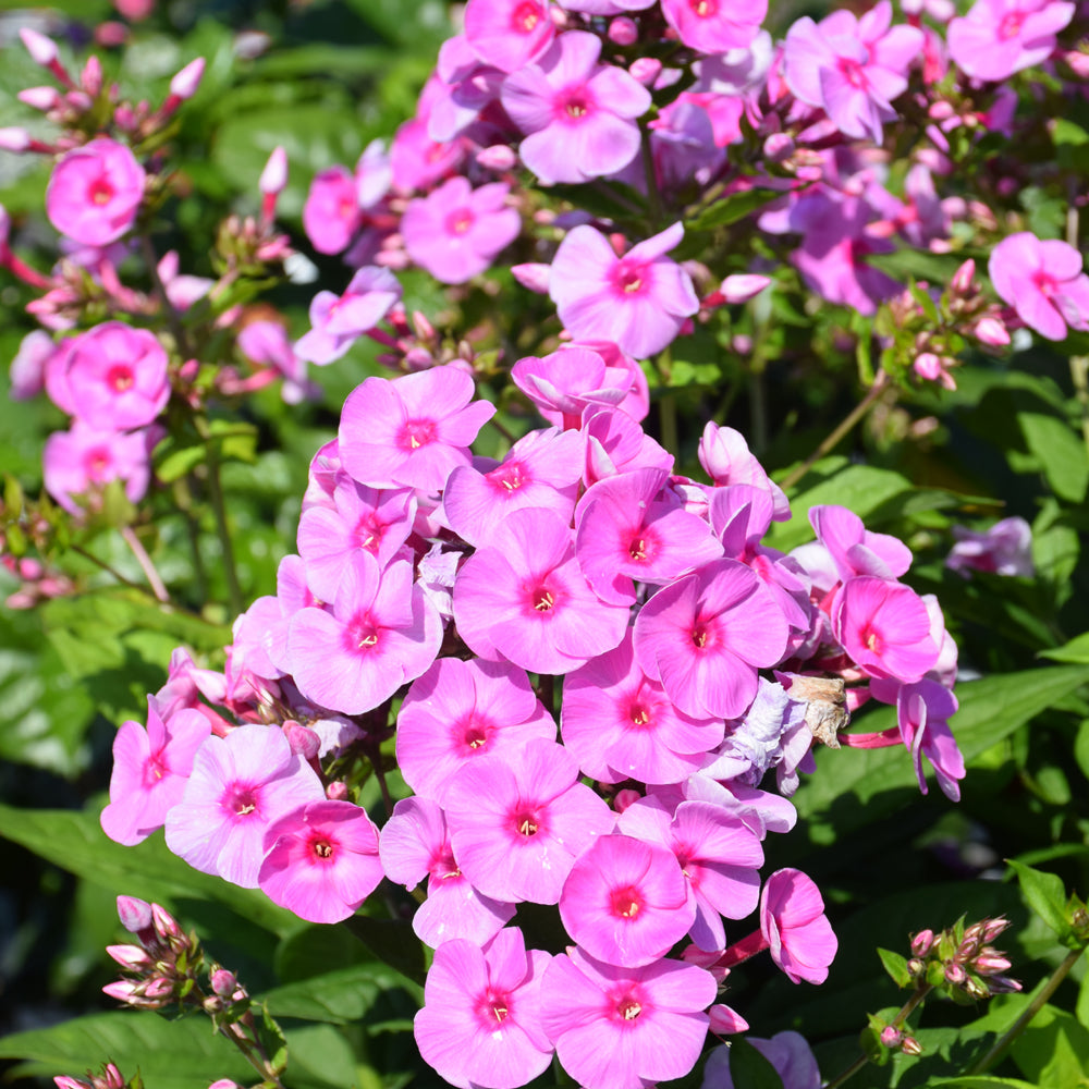 Phlox paniculata 'Prismatic Pink'
