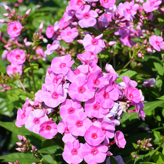 Phlox paniculata 'Prismatic Pink'