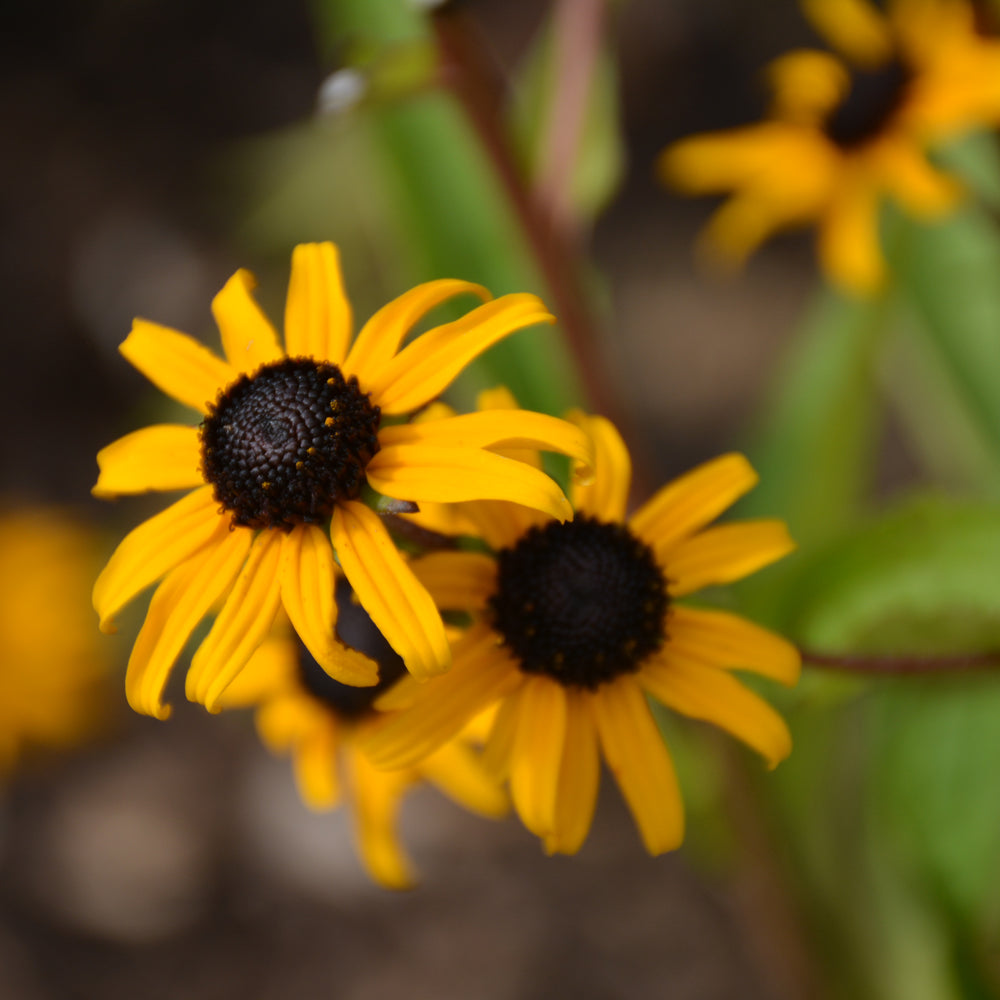 Goldblitz Coneflower