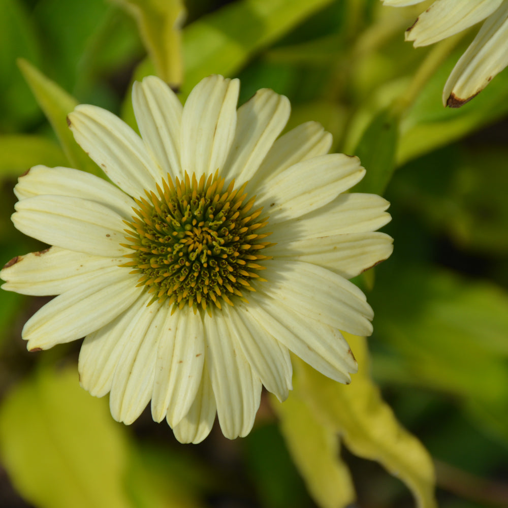 Echinacea 'Canary Feathers'