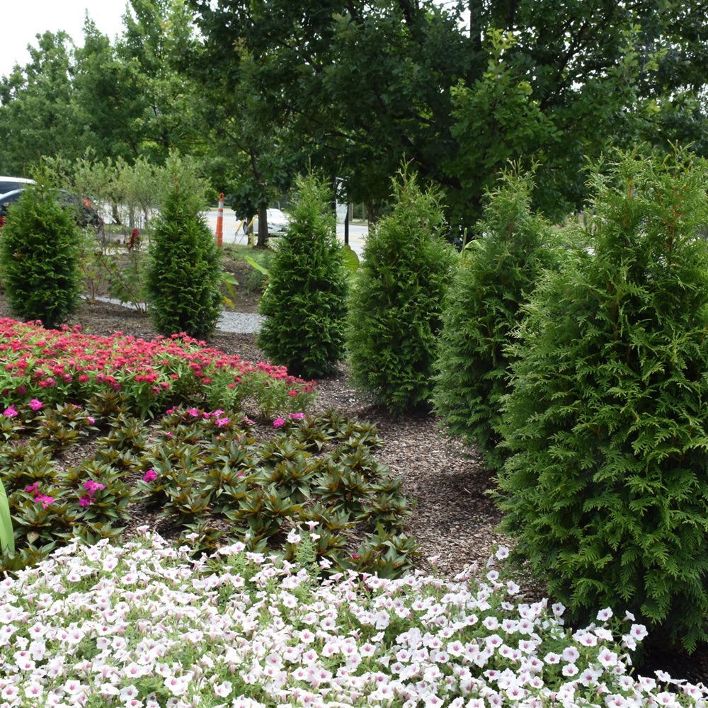 Thuja 'Junior Giant'