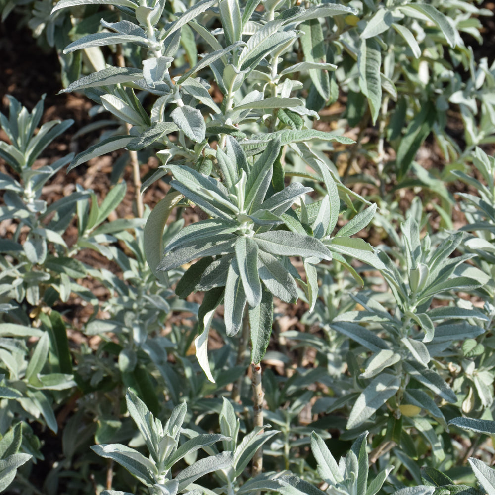 Iceberg Alley® Sageleaf Willow