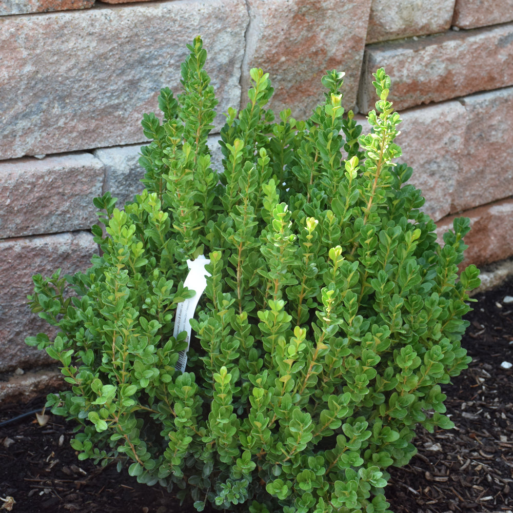 NewGen Freedom® Boxwood