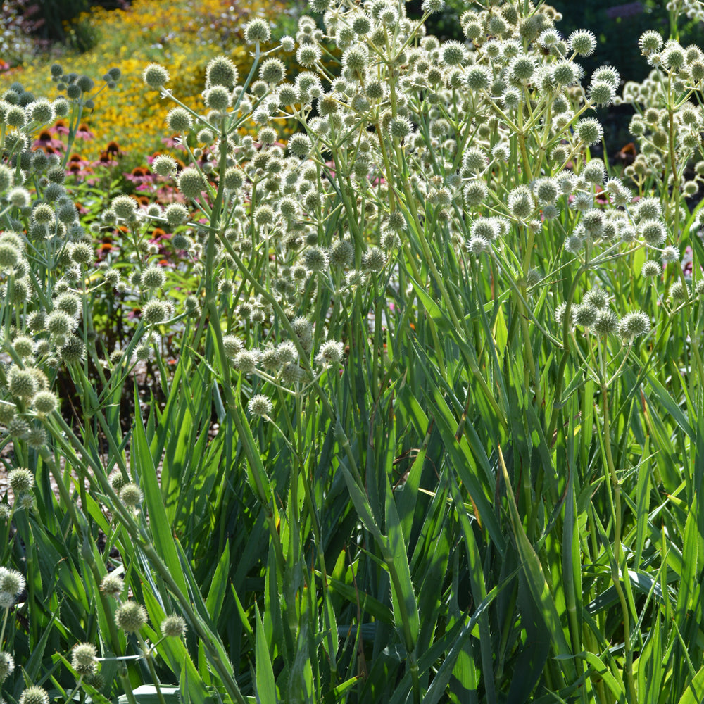 Rattlesnake Master