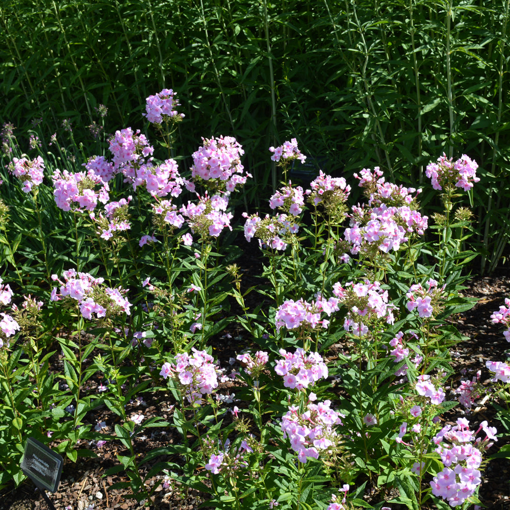 Luminary™ Opalescence Garden Phlox