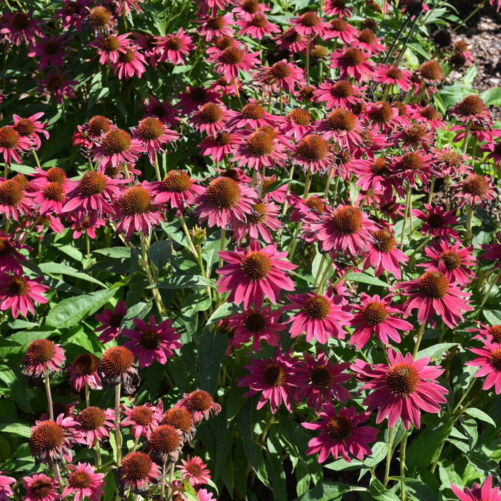 Sombrero® Tres Amigos Coneflower